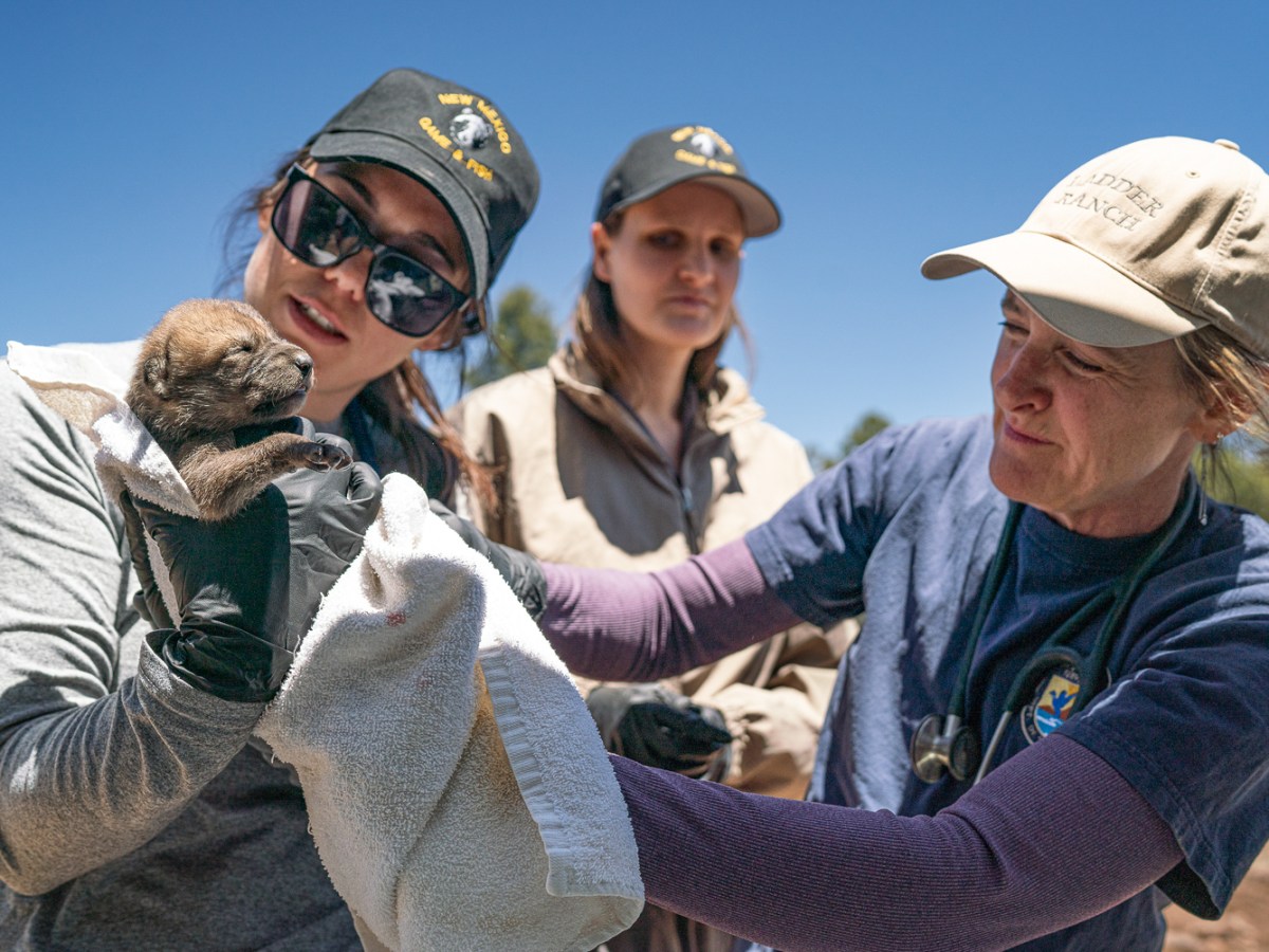 Mexican wolf recovery hinges on maternal instincts