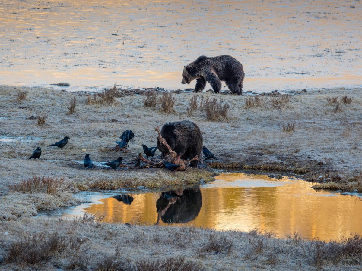 Grizzly boars take turns eating a bison carcass in Yellowstone National Park.