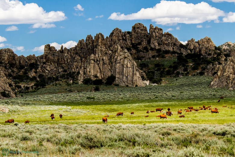 Cattle grazing in the Bureau of Land Management's Pine Forest Range Wilderness Area in Nevada.