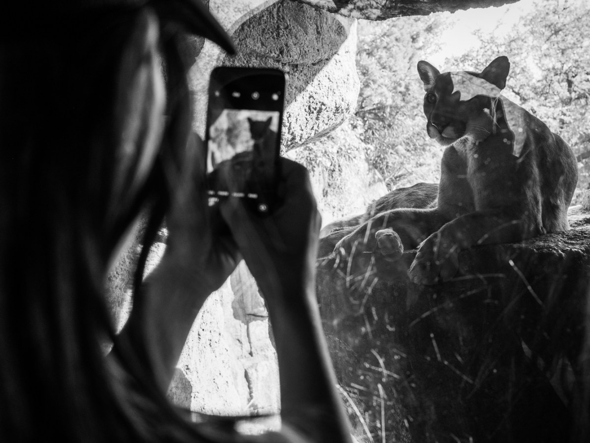 A visitor takes a photo of “Cruz,” a mountain lion at the Arizona Sonora Desert Museum who was rescued as a cub in California.