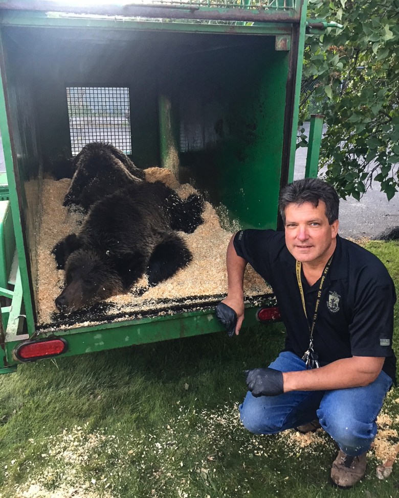 Two surviving male grizzly bear cubs after their mother was shot by a hunter who said he mistakenly identified the mother grizzly as a black bear and shot her. Steve Stoinski, right, transported the cubs to a zoo in Nebraska to prevent them from being euthanized on August 17, 2017.