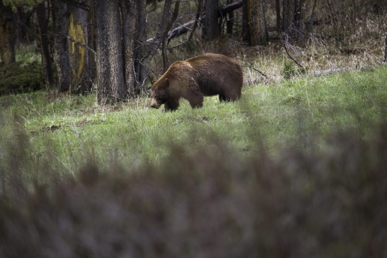 A cinnamon colored black bear near Soda Butte Creek in Yellowstone National Park in May 2015.