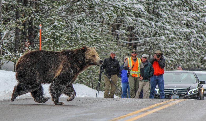 A grizzly crosses a road near LeHardy Rapids in Yellowstone National Park.