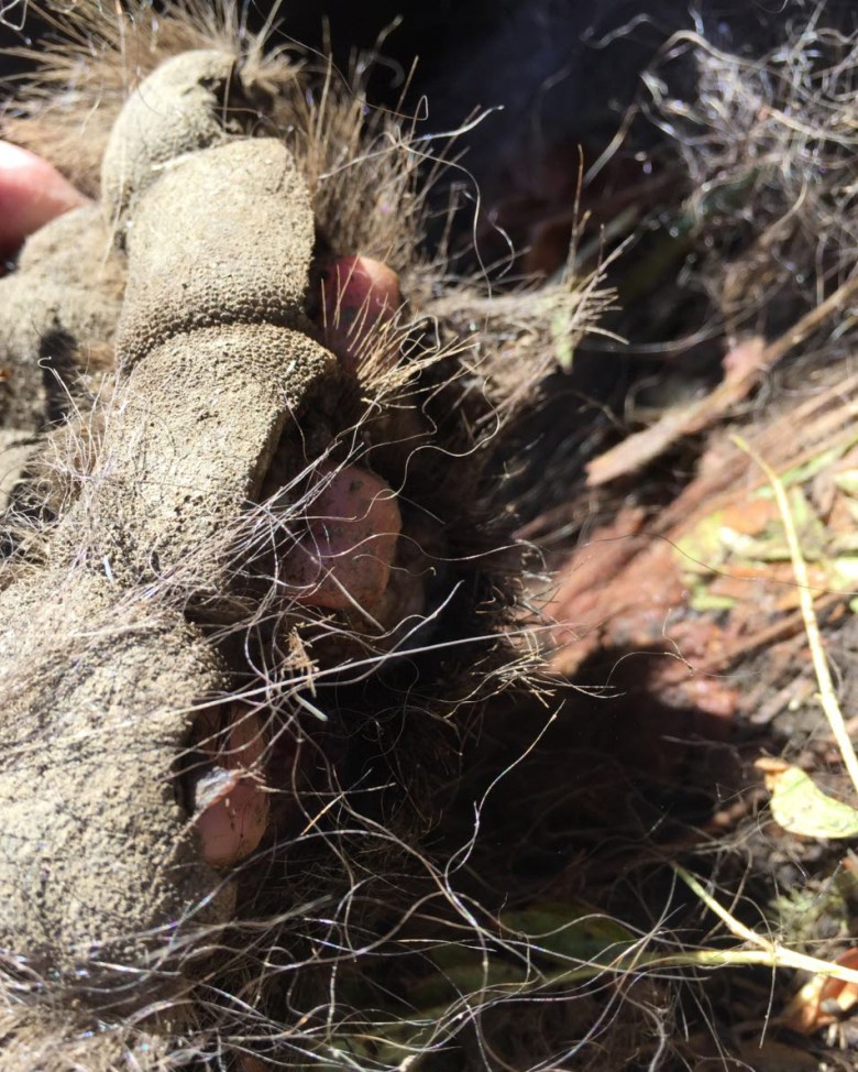 Investigators in a grizzly bear poaching case show the dead bear’s removed claws after it was shot and rolled off a cliff on Sept. 22, 2017 in Montana. 