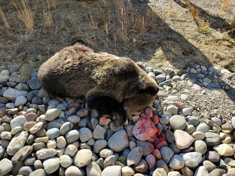 A bear cub lies dead in the rocks after being hit by a vehicle on Oct. 13, 2019. The cub was an offspring of grizzly 863 and had been fed illegally along the busy mountain Highway 26 at Togowtee Pass in Wyoming.
