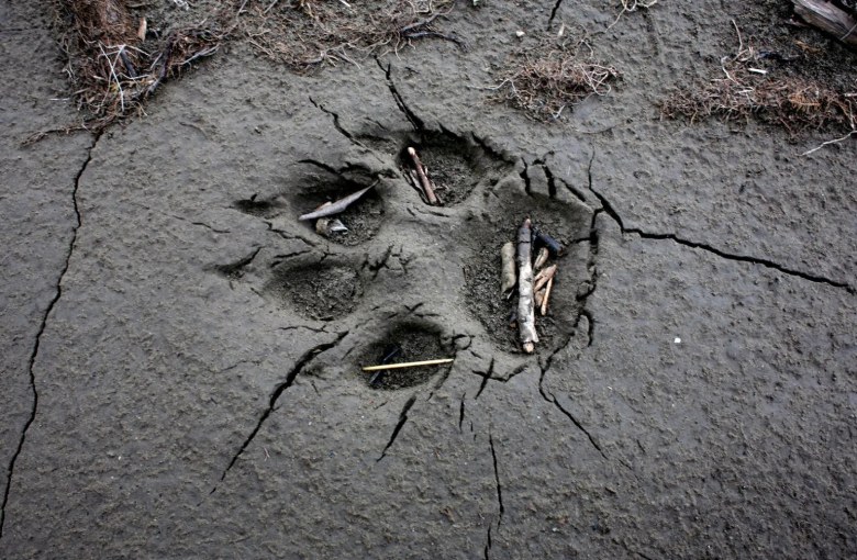 A wolf print is seen in the mud near calving grounds for one of Alaska’s major caribou herds.