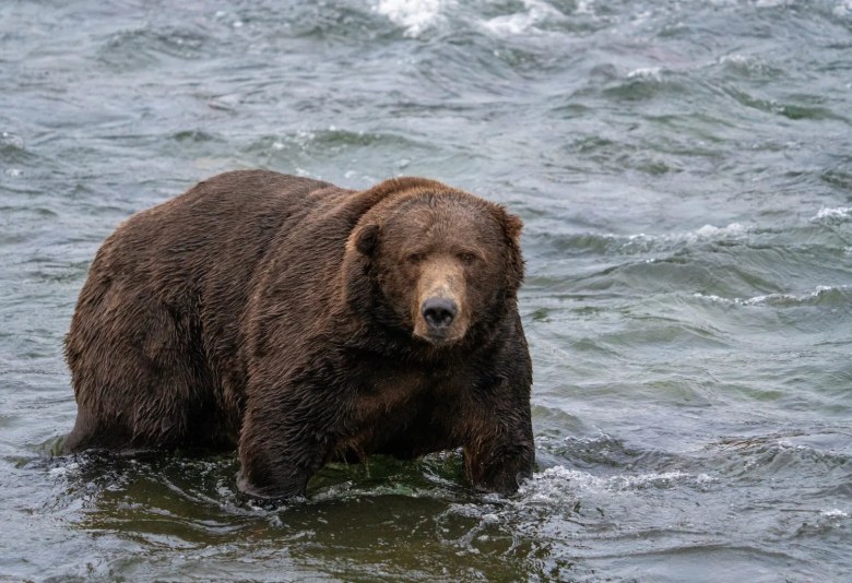 A bear hunts for salmon in Katmai National Park.