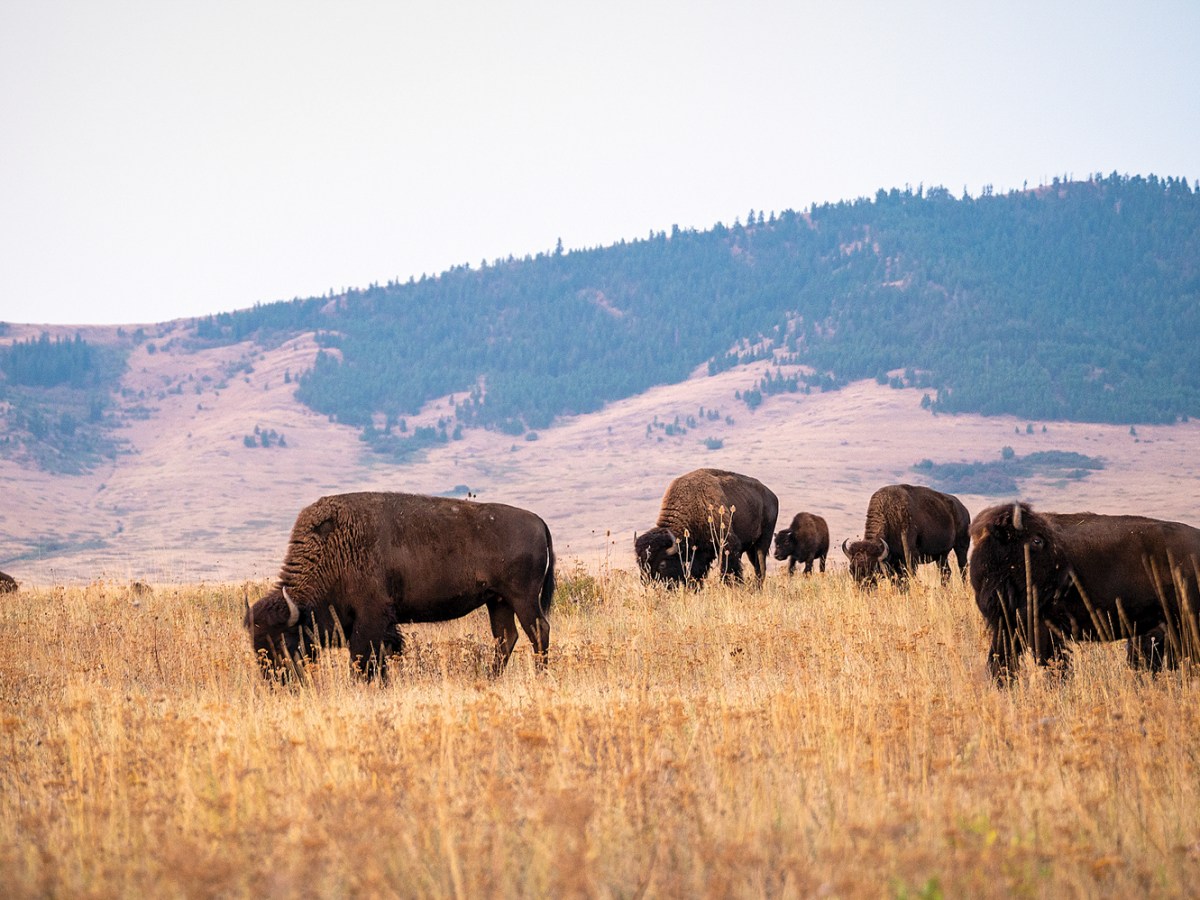 Reclaiming the National Bison Range