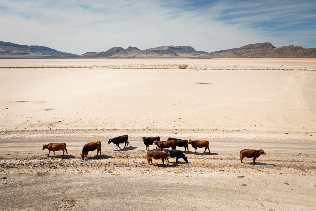 Cattle graze at Delamar Lake, Nevada. A lawsuit states that the BLM hasn’t conducted required environmental reviews for almost two-thirds of its 35,000 current grazing permits.
