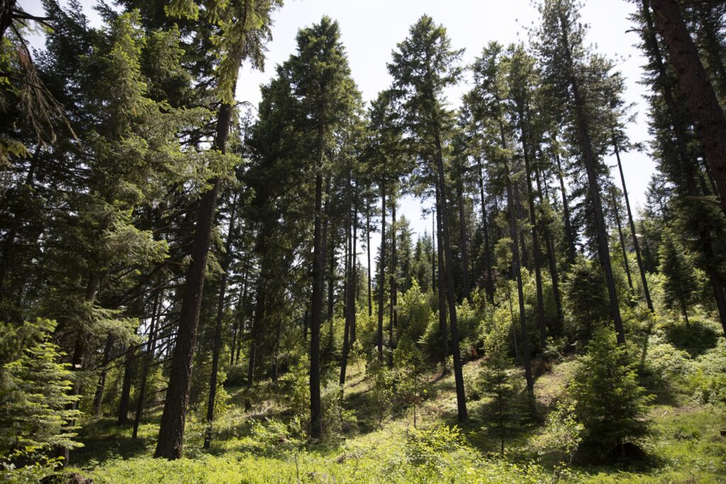 The Butte Falls Community Forest on Saturday, June 10, 2023. The stand of 100-year-old Douglas Fir trees had the underbrush thinned earlier this year.