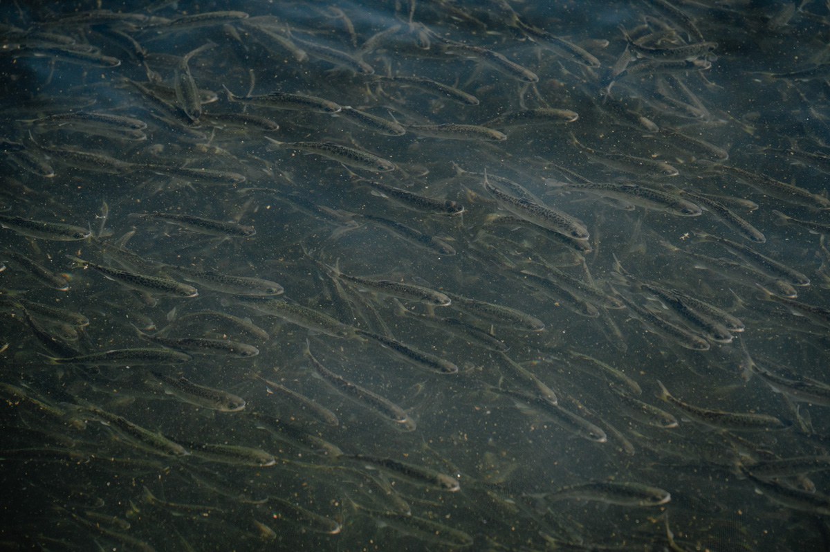 Central Valley Chinook salmon are released at Nimbus Hatchery in Gold River, California.