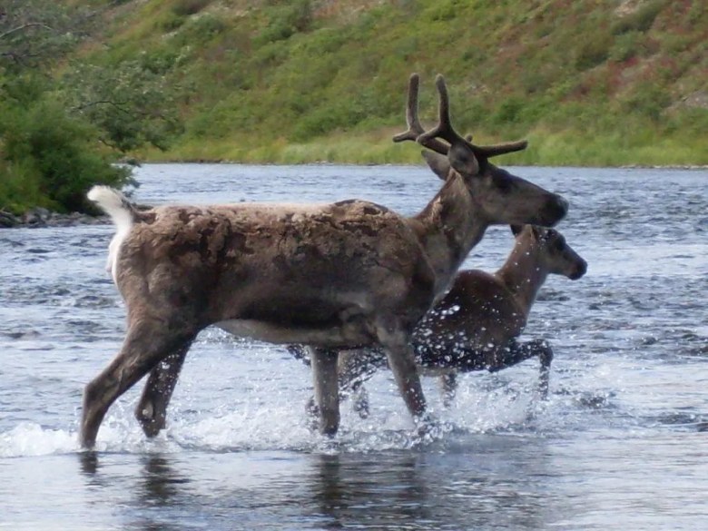 Caribou cross a stream in Togiak National Wildlife Refuge.