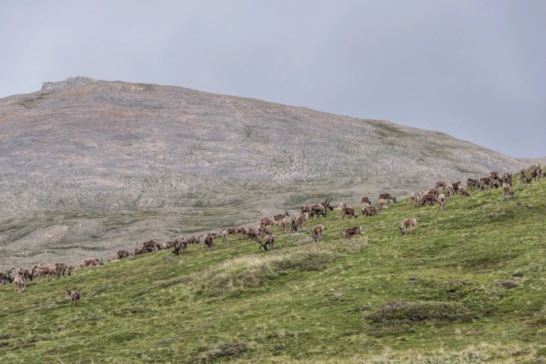 A caribou herd forages for vegetation on a hill in Alaska.
