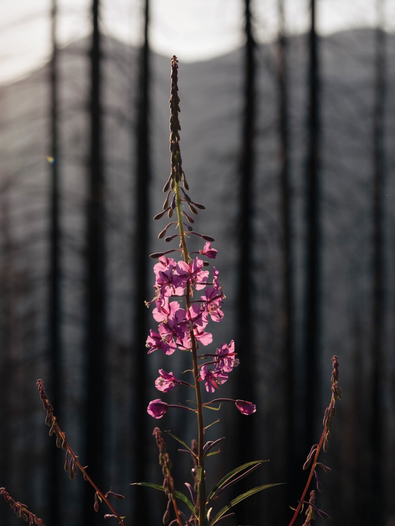 Fireweed blooming in burned forest this summer near the origin of the Bolt Creek Fire.  