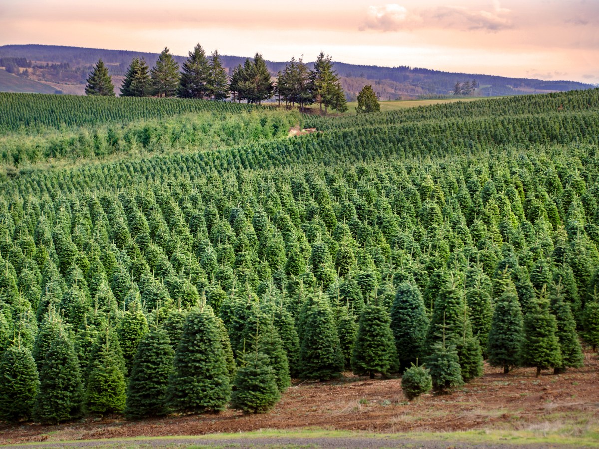 A Christmas tree farm in central Oregon.