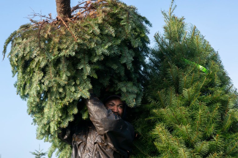 A worker carries a cut Christmas tree at Noble Mountain Tree Farm in Salem, Oregon.