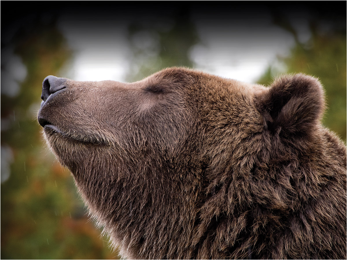 Grizzlies and the limits of coexistence