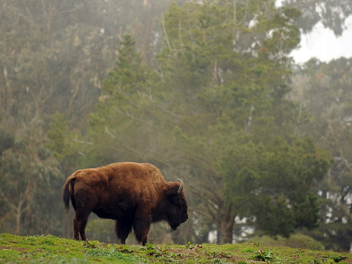 A bison roams a hill at Golden Gate Park in San Francsico.