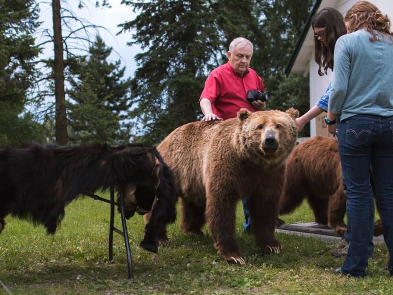 Influx of grizzly bears compels Montanans to adapt