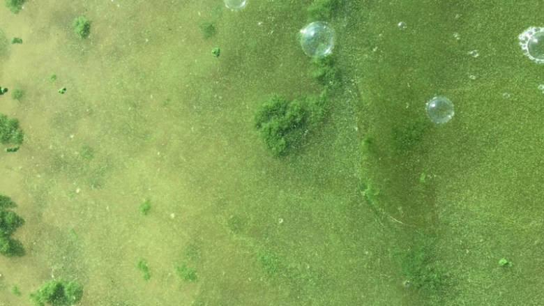 A harmful algae bloom in Yuba Lake, Utah, this September.