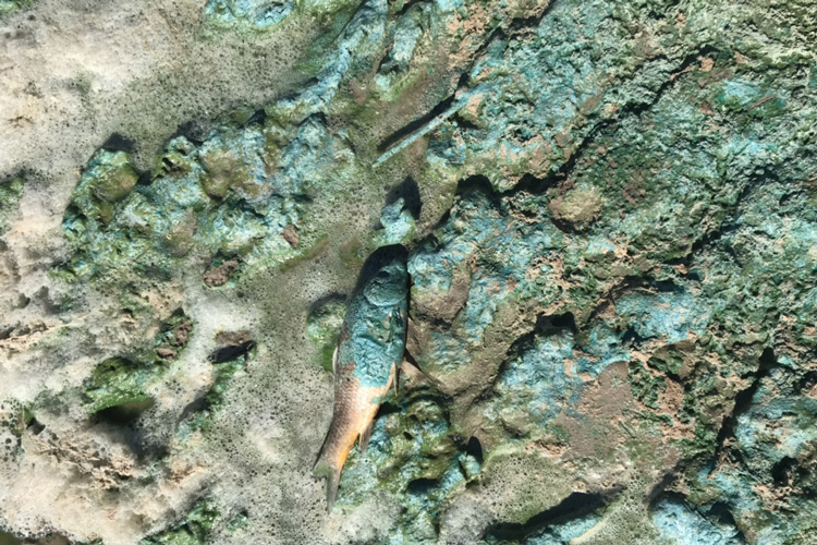 A dead fish covered in algae at Yuba Lake. After a bloom, the decomposing cyanobacteria cause oxygen levels in the water to plummet, resulting in fish kills.