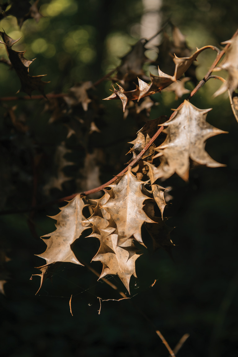 The leaves of a dead holly branch on Vashon Island, Washington.