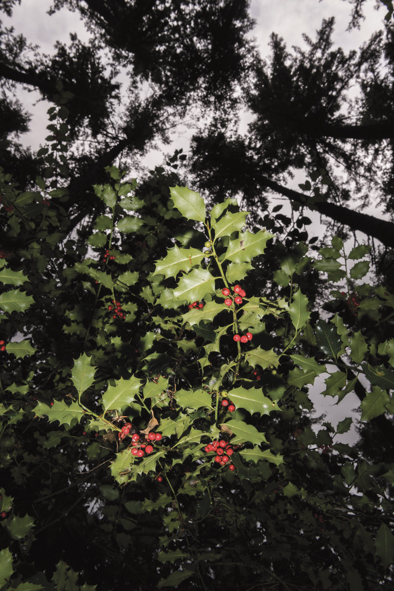 Invasive holly in the forest at the Lake Youngs Reservoir.