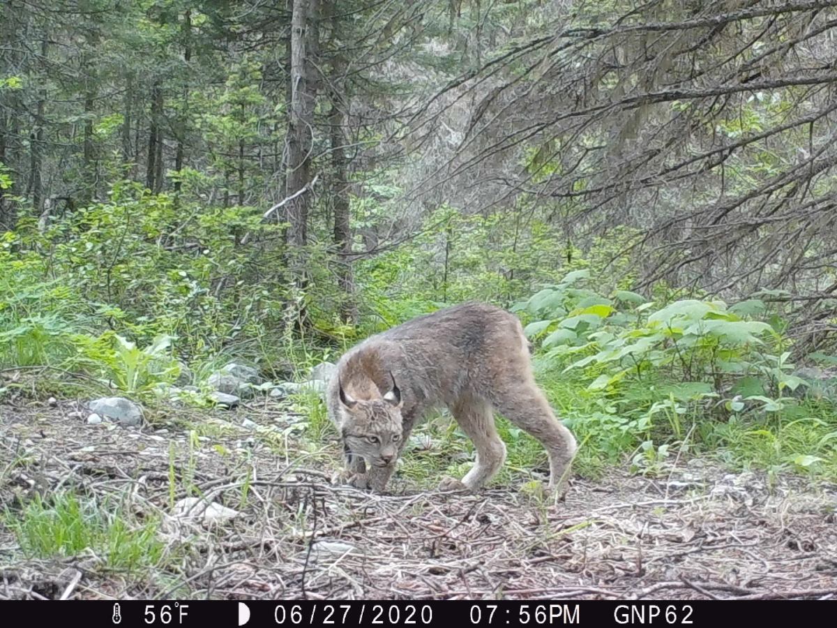 Camera traps set by researchers in Glacier National Park captured photos of passing lynx as part of a Washington State University study.