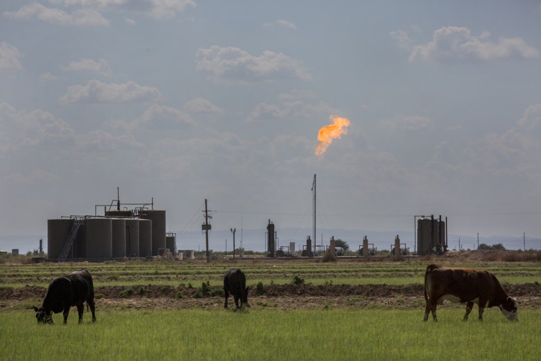 Cows graze on land near a gas flare in Loving, New Mexico. The EPA’s new methane rules will phase out flaring on new wells and require routine leak-detection surveys and repairs. 