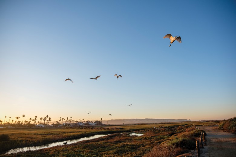 The Tijuana Estuary offers a home or stopover point for some 370 species of birds, including several that are endangered.