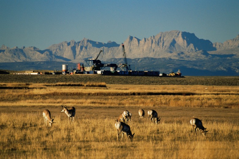 Pronghorn antelope grazing near petroleum drill in the Red Desert, Wyoming.