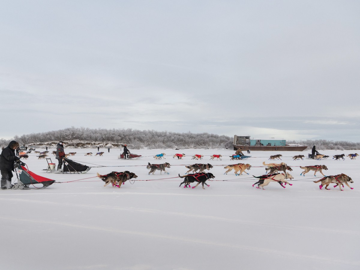 Fifteen teams take off at the start of the Bogus Creek 150 sled dog race in Bethel, Alaska. The race route runs roughly 75 miles up the Kuskokwim River to a checkpoint, where mushers take a mandatory four-hour rest before turning around and heading to the finish line.