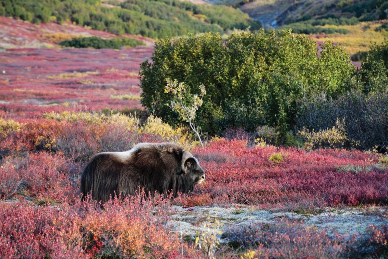 A musk ox roams the colorful fall tundra about 30 miles north of Nome, Alaska.