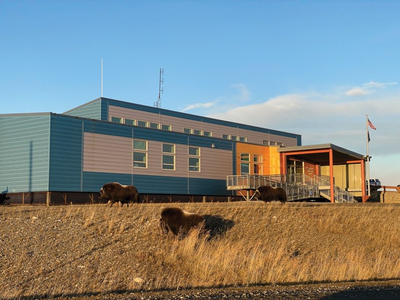 A herd of musk oxen occupies the Nome Public Safety building, camping out on the gravel parking lot and roaming the premises. Musk oxen increasingly take up residency inside Nome city limits during the summer. 