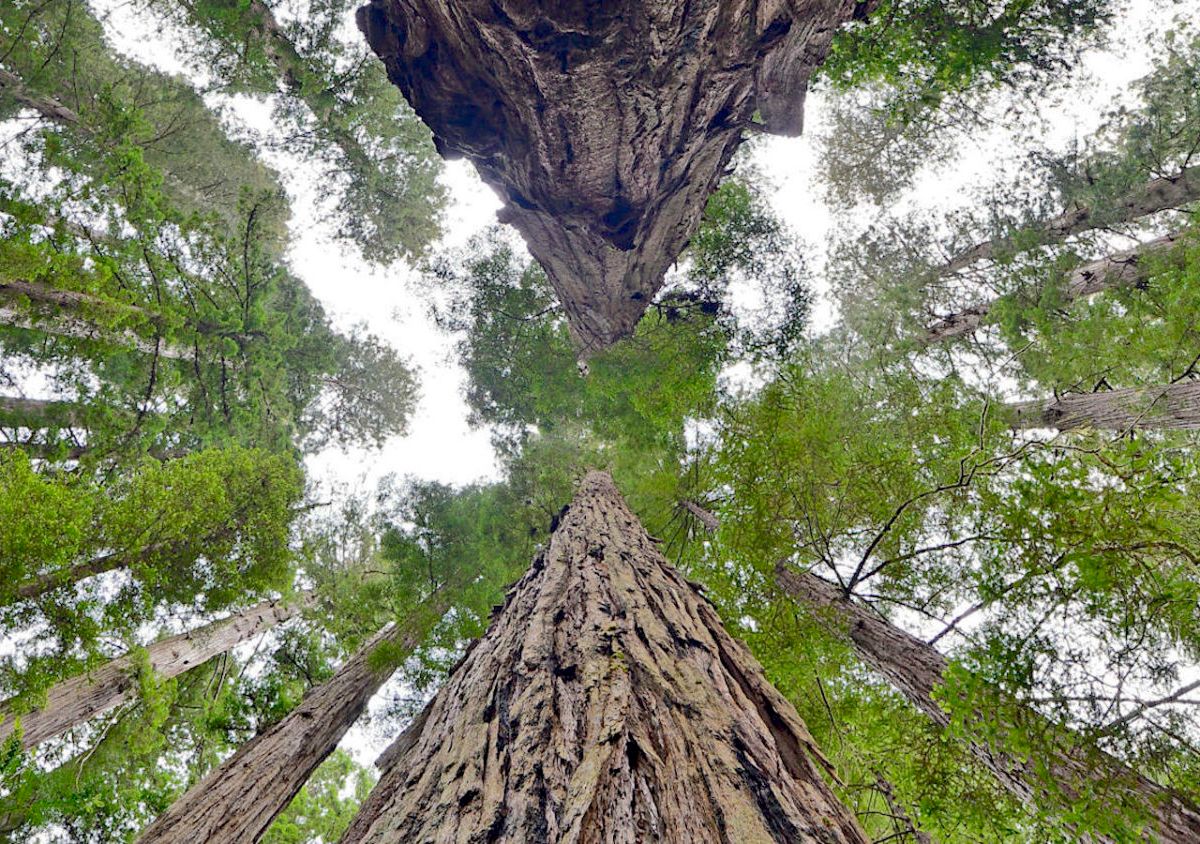 Looking up a massive redwood.
