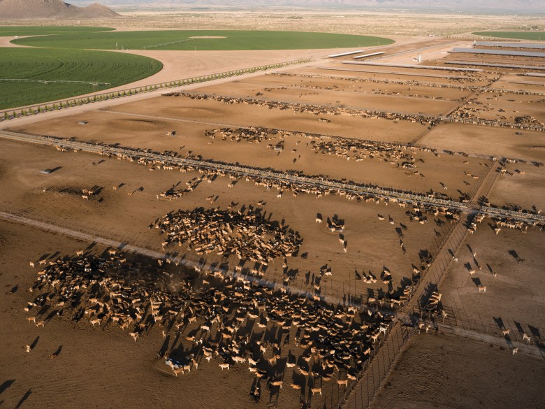 A mega-dairy is transforming Arizona’s aquifer and farming lifestyles