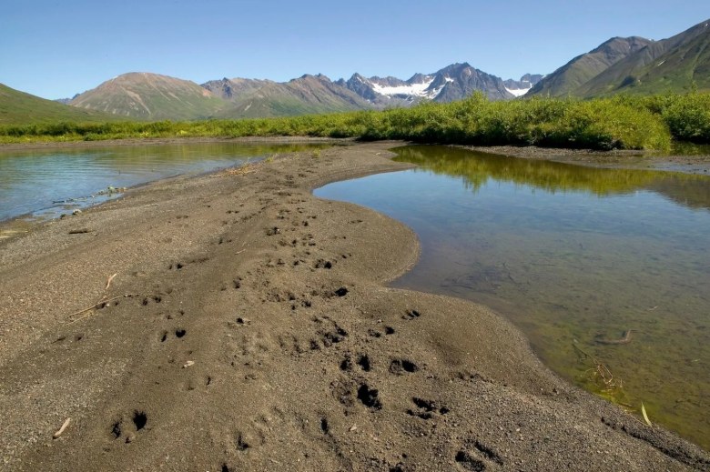 Hoof prints and paw prints dot the sand in Togiak National Wildlife Refuge. 