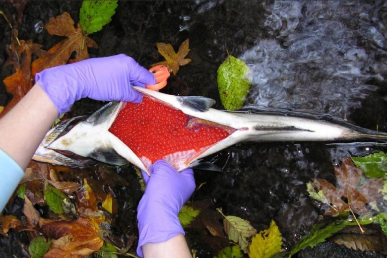 A coho salmon that died before spawning, following exposure to the toxic chemical 6PPD-quinone in the waters of Seattle’s Longfellow Creek.