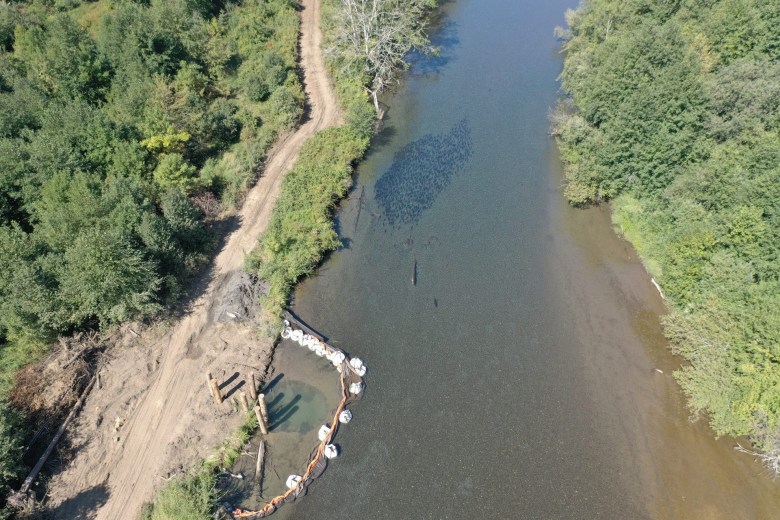 A school of chinook salmon heads upstream near the installation of a new logjam on the Skokomish River. Eight structures were constructed as part of a salmon habitat restoration project the Skokomish Tribe worked on in partnership with Mason County and the Mason Conservation District. 