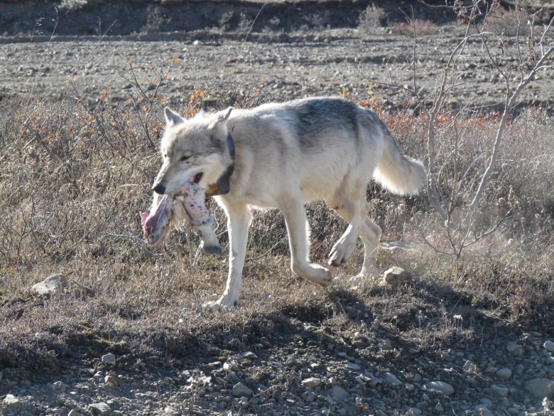 A wolf carries a piece of prey while walking through a national park in Alaska.
