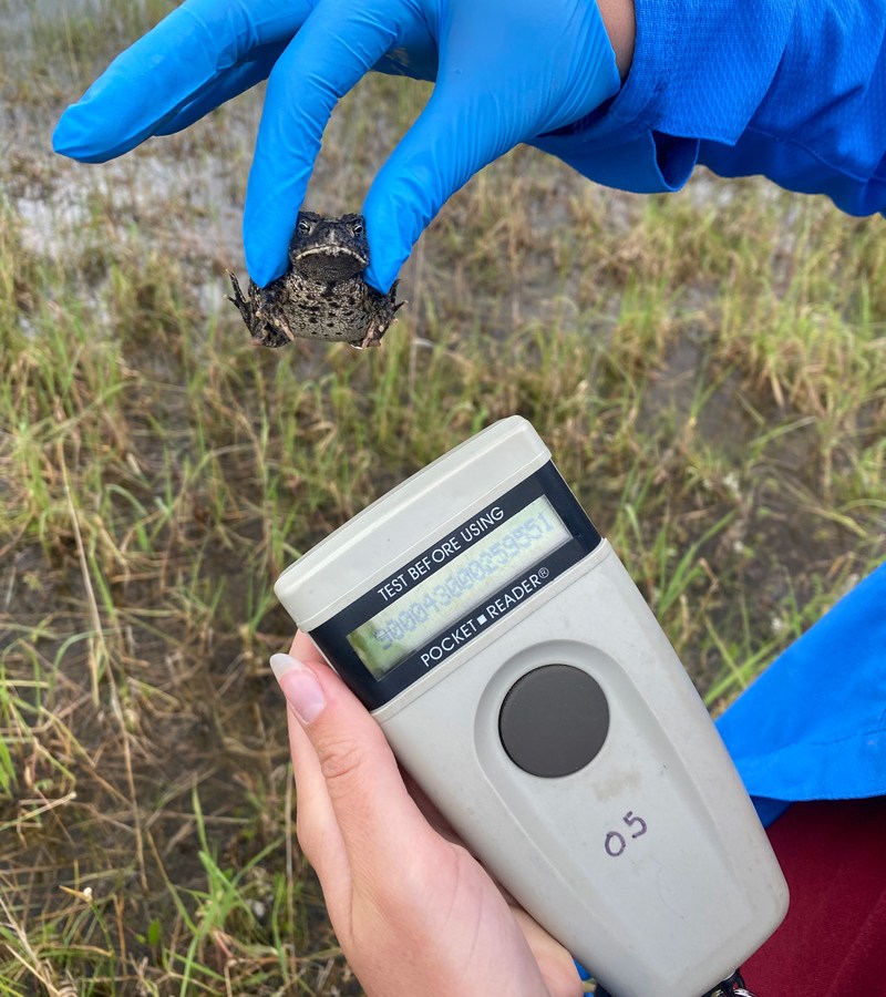 Molter scans a Wyoming toad for the microchip that indicates he was raised in captivity. After noting the toad’s location and the number of his microchip, she will release him back into his Laramie Basin habitat and continue her survey.