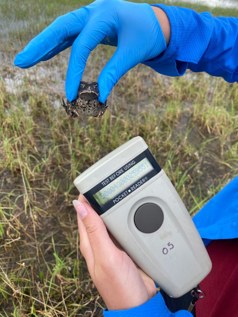 Molter scans a Wyoming toad for the microchip that indicates he was raised in captivity. After noting the toad’s location and the number of his microchip, she will release him back into his Laramie Basin habitat and continue her survey. 