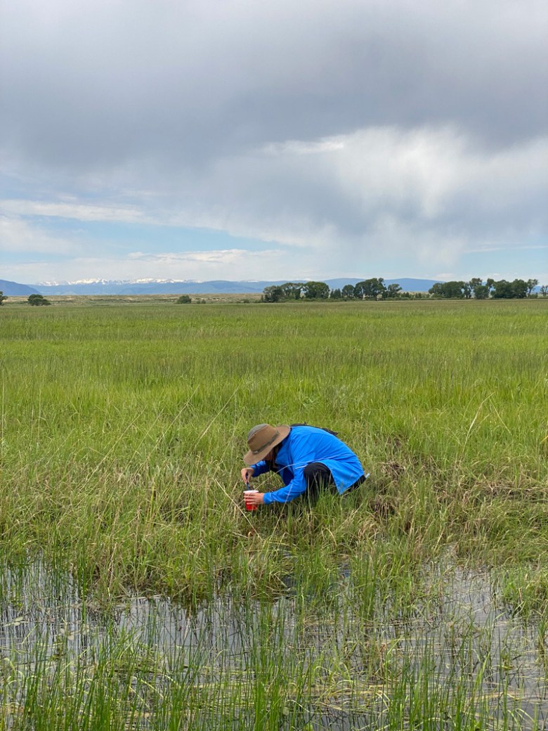 On a July morning, Student Conservation Association intern Madison Molter searches for Wyoming toads in the Laramie Basin as part of a monitoring project with the U.S. Fish and Wildlife Service. This shortgrass marsh is now part of the Wyoming Toad Conservation Area.