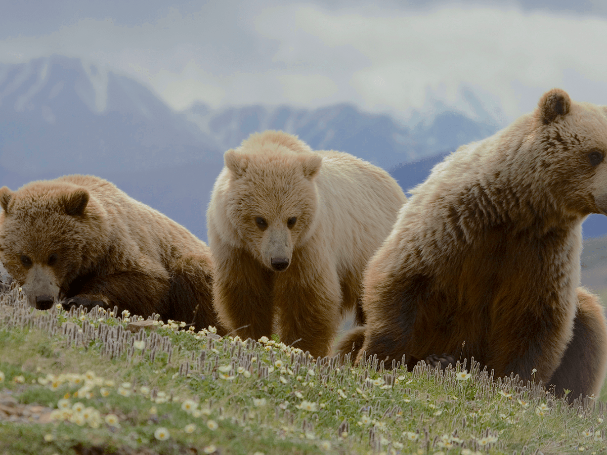 Interior is undoing a legacy of national park stewardship in Alaska