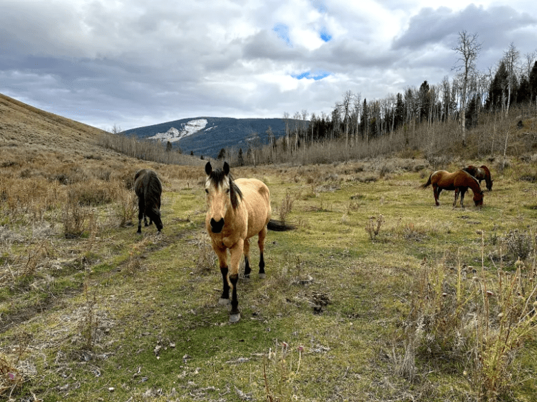 Domestic horses graze the east end of the Kelly Parcel, a 640-acre tract of state school trust land within the borders of Grand Teton National Park. Elk, mule deer, pronghorn and bison all pass through the state’s square-mile lot during their seasonal migrations. 