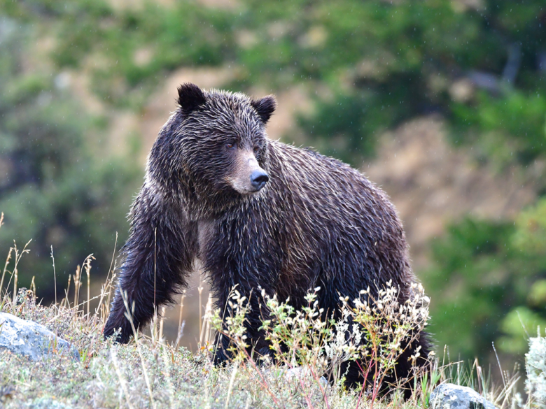 Yellowstone grizzlies keep endangered species protections