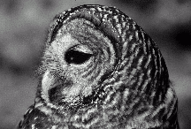 Barred owl