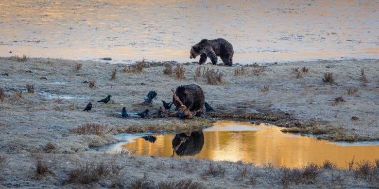 Grizzly boars take turns eating a bison carcass in Yellowstone National Park.