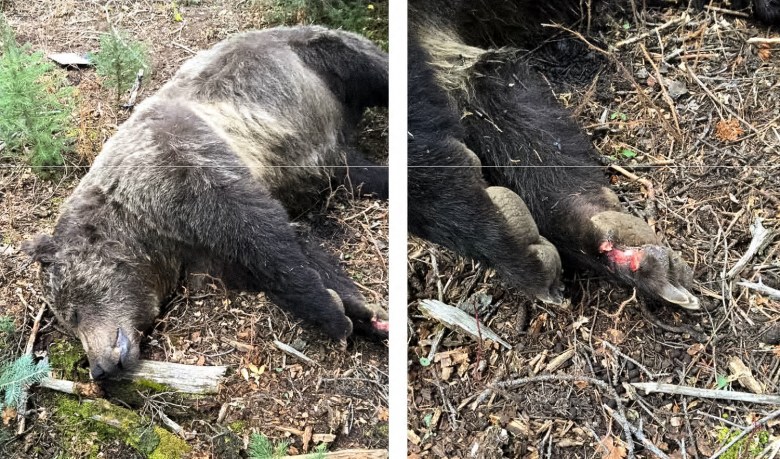 Photographs from the Aldrich Creek Grizzly report of investigation show a deceased adult male grizzly bear with one mission claw on its right front paw on Oct. 8, 2015.