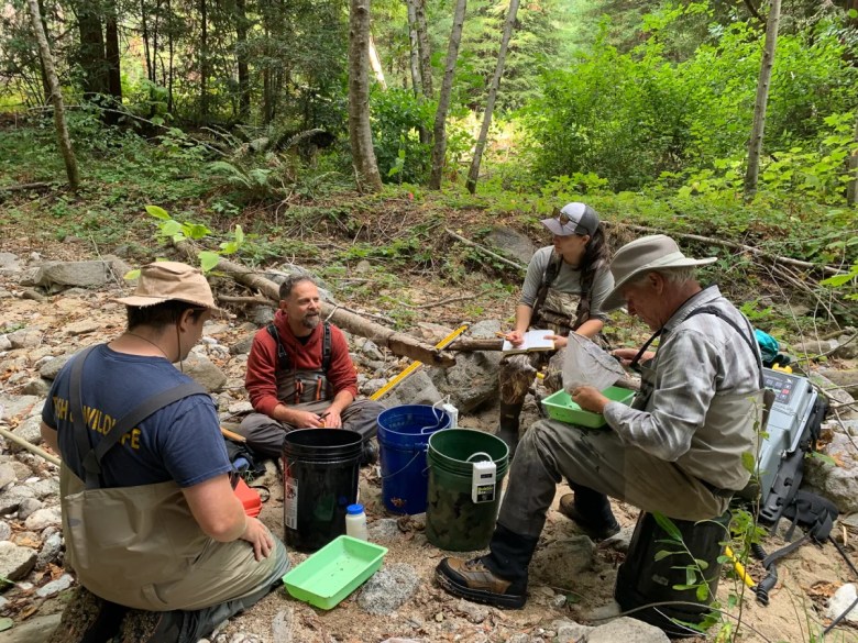 When dams come down, fish come home